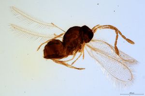 ovata  Soyka Htype 0.jpg