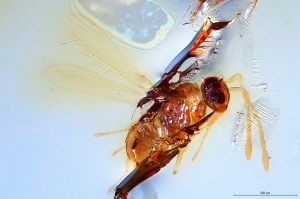 pallida  Soyka Htype 0.jpg