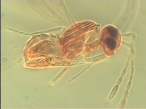 pallida Htype 10.jpg