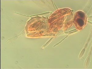 pallida Htype 11.jpg