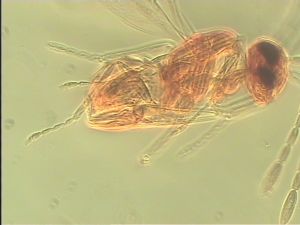 pallida Htype 12.jpg