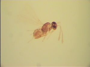 pallida Htype 13.jpg