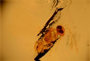 pallida Htype 14.jpg