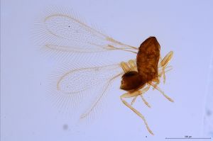 stubaiensis  Soyka Htype 0.jpg