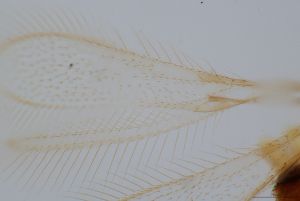 stubaiensis Htype 0-3.png