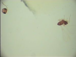 stubaiensis Htype 1.jpg