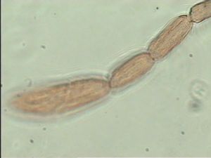 stubaiensis Htype 10.jpg