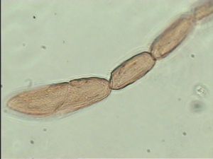 stubaiensis Htype 11.jpg