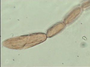 stubaiensis Htype 12.jpg