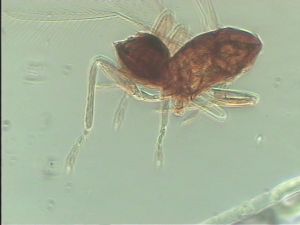 stubaiensis Htype 13.jpg