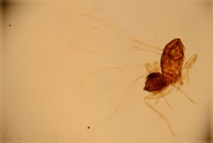 stubaiensis Htype 15.jpg