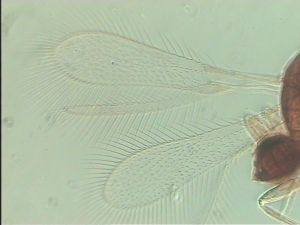 stubaiensis Htype 3.jpg