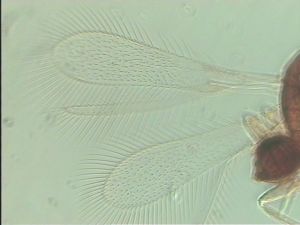 stubaiensis Htype 4.jpg