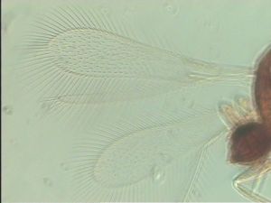 stubaiensis Htype 5.jpg