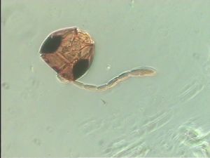 stubaiensis Htype 6.jpg