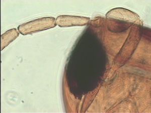 stubaiensis Htype 7.jpg