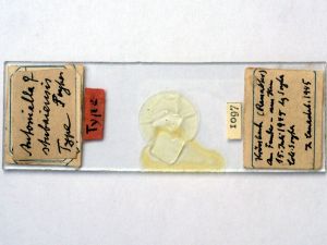 stubaiensis Htype s.JPG