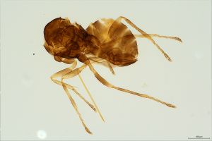 trijohanni Ptype Th3894-0.jpg