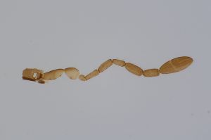 trijohanni Th3894-0-3.jpg