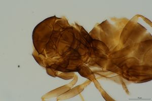 trijohanni Th3894-0-6-1.jpg