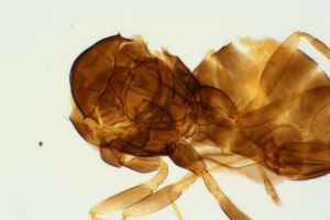 trijohanni Th3894-0-6.jpg