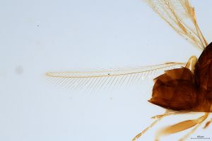 consimilis 'Type' 0-2.jpg