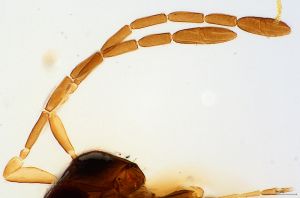 consimilis 'Type' 0-3.jpg