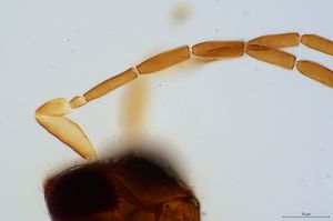 consimilis 'Type' 0-4.jpg