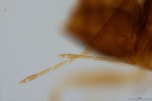 consimilis 'Type' 0-6.jpg