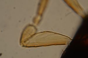 consimilis 'Type' 2.jpg