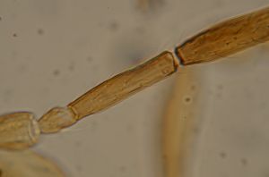 consimilis 'Type' 3.jpg