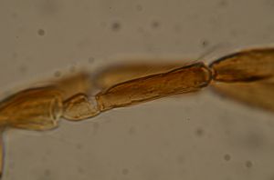 consimilis 'Type' 4.jpg