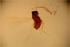 consimilis 'Type' 5.jpg