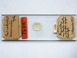 consimilis 'Type' Slide.JPG