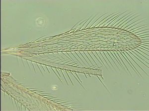 arcuata 'Htype' 1.jpg