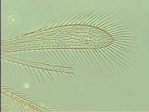 arcuata 'Htype' 2.jpg