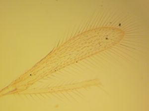 arcuata 'Htype' 3.JPG