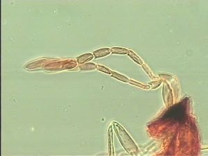 arcuata 'Htype' 4.jpg