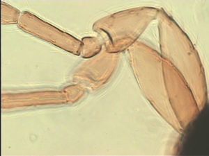 arcuata 'Htype' 5.jpg