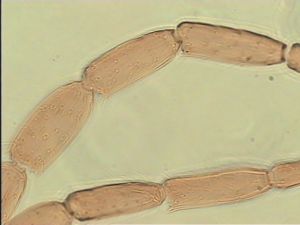 arcuata 'Htype' 6.jpg