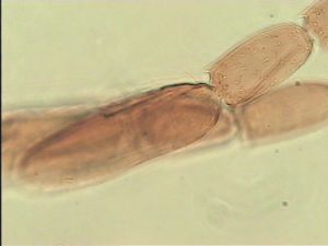 arcuata 'Htype' 7.jpg