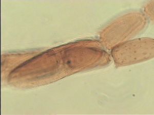 arcuata 'Htype' 8.jpg