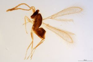 arcuata  Soyka 'Htype' 0.jpg