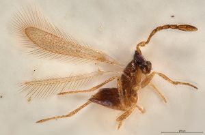 crassicornis  Walker Ltype 0.png