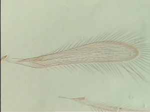 crassicornis Ltype 1.jpg