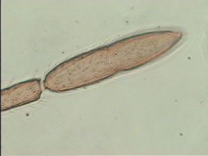 crassicornis Ltype 10.jpg