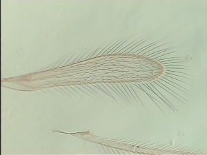 crassicornis Ltype 2.jpg