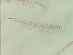 crassicornis Ltype 3.jpg