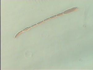 crassicornis Ltype 4.jpg