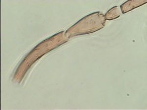 crassicornis Ltype 6.jpg